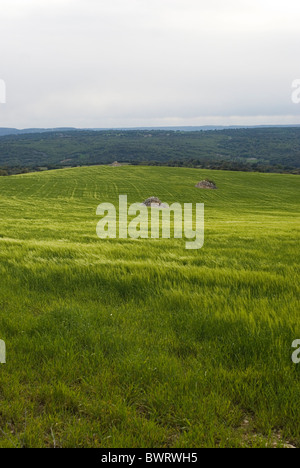 Wheat field. Alcarria area. Guadalajara province. Castile La Mancha. Spain  contemporary plantation sown field cereal green Stock Photo