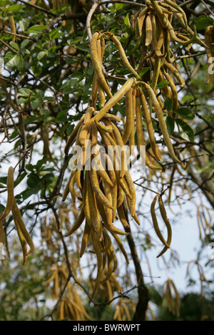 Golden Trumpet Tree, Cortez, Corteza Amarilla, Guayacan or Piuva, Tabebuia ochracea, Bignoniaceae, South America. Seed Pods. Stock Photo
