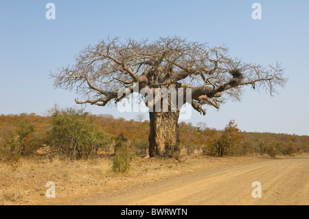 Baobab Tree (Adansonia digitata), Kruger National Park, South Africa Stock Photo