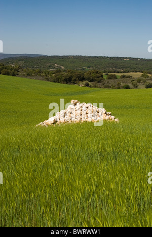 Wheat field. Alcarria area. Guadalajara province. Castile La Mancha. Spain  contemporary plantation sown field cereal green corn Stock Photo