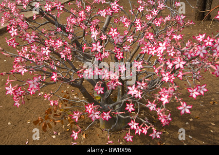 Impala Lily Adenium multiflorum Kruger National Park South Africa Stock Photo