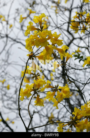 Golden Trumpet Tree, Cortez, Corteza, Corteza Amarilla, Guayacan or Piuva, Tabebuia ochracea, Bignoniaceae, South America. Stock Photo