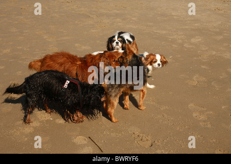 Group of Cavalier King Charles Spaniel meeting terrier, Netherlands Stock Photo