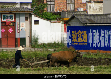 Farmer plowing field with cattle, Xizhou, Yunnan, China Stock Photo