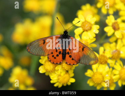Garden Acraea Butterfly, Acraea horta, Nymphalidae. Tsitsikamma, South Africa. Type species of Acraea. Stock Photo