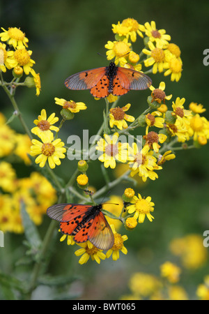Garden Acraea Butterfly, Acraea horta, Nymphalidae. Tsitsikamma, South Africa. Type species of Acraea. Stock Photo