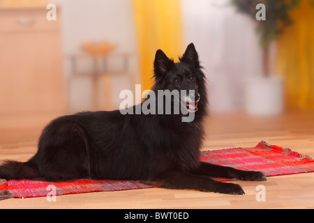 Groenendael / Belgian Shepherd Dog Stock Photo