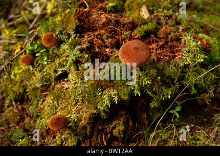 Mushrooms and moss growing on the forest floor, Blagden Preserve, Indian Point, Maine, USA Stock Photo