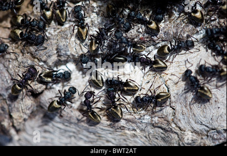 Black ants, Royal National Park, Sydney, Australia Stock Photo