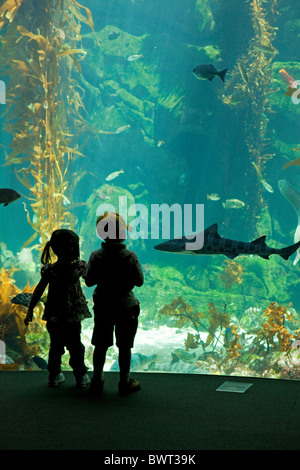 Aquarium in the Island Zone at the Ecosystems Exhibit at the California Science Center Stock Photo