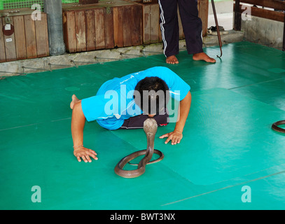 The famous Snake Show in Snake Farm, Phuket, Thailand. The performer shows the kiss with venomous cobra Stock Photo