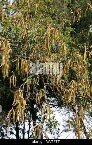 Golden Trumpet Tree, Cortez, Corteza Amarilla, Guayacan or Piuva, Tabebuia ochracea, Bignoniaceae, South America. Seed Pods. Stock Photo
