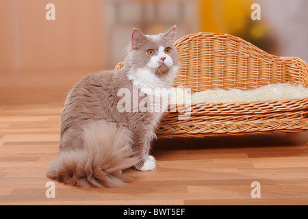British Longhair Cat, tomcat, fawn-white / Highlander, Lowlander, Britanica Stock Photo