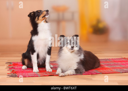 Sheltie, 9 years old, with puppy, 4 1/2 months / Shetland Sheepdog Stock Photo