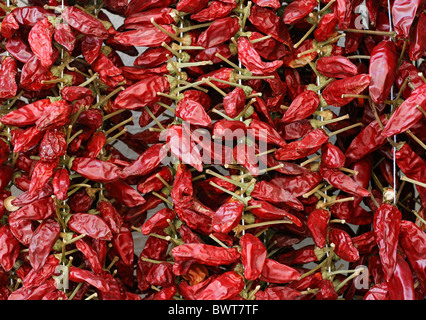 Dried red chillies Stock Photo