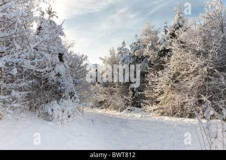 Picturesque winter scenic of thick covering of snow and trees Stock ...