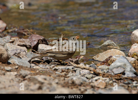 Grey-necked Bunting (Emberiza buchanani neobscura) adult, drinking from stream, Almaty Province, Kazakhstan, june Stock Photo