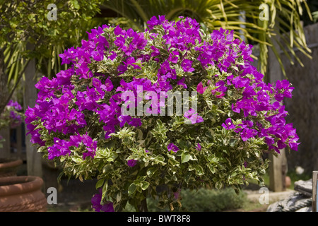 Nyctaginaceae Bougainvillea Bougainvillea spectabilis Tropical Sub tropical Plant Plants South America South American Flower Stock Photo