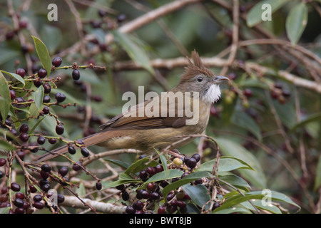 Puff-throated Bulbul (Alophoixus pallidus) adult, feeding on berries, Jianfengling, Hainan, China, november Stock Photo