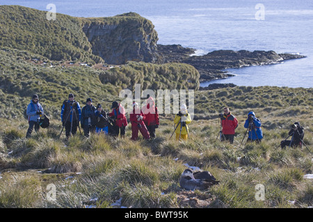 Wandering Albatross (Diomedea exulans) juvenile on nest, eco-tourists watching, Prion Island, South Georgia Stock Photo