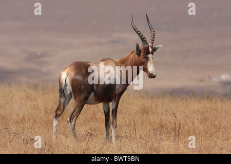 Blesbok Blesbuck Antelope Highveld Grassland Sub Species Malolotja National Park Swaziland Damaliscus dorcas phillipsi antelope Stock Photo