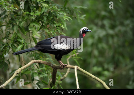 Black-fronted Piping-guan (Aburria jacutinga) adult, perched on branch, Pantanal, Mato Grosso, Brazil Stock Photo