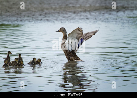 Mallard (anus platyrhynchos) and ducklings Stock Photo