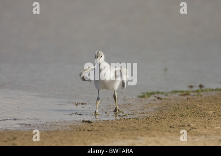 Eurasian Avocet (Recurvirostra avocetta) chick, feeding in water, Cley Marshes, Norfolk Wildlife Trust Reserve, Cley-next-the-Se Stock Photo