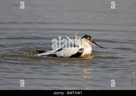 Eurasian Avocet (Recurvirostra avocetta) adult, bathing in water, Minsmere RSPB Reserve, Suffolk, England Stock Photo