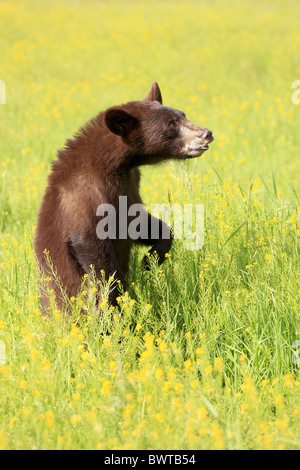 aufrecht stehend - standing upright Jungtier - young bear bears 'north america' 'north american' omnivore omnivores ursidae Stock Photo