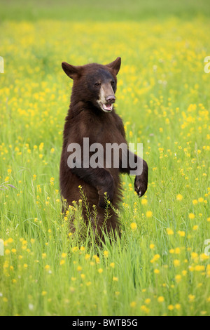 aufrecht stehend - standing upright Jungtier - young bear bears 'north america' 'north american' omnivore omnivores ursidae Stock Photo