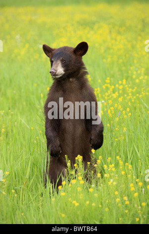 aufrecht stehend - standing upright Jungtier - young bear bears 'north america' 'north american' omnivore omnivores ursidae Stock Photo