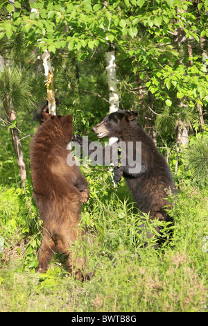 aufrecht stehend - standing upright Jungtier - young bear bears 'north america' 'north american' omnivore omnivores ursidae Stock Photo