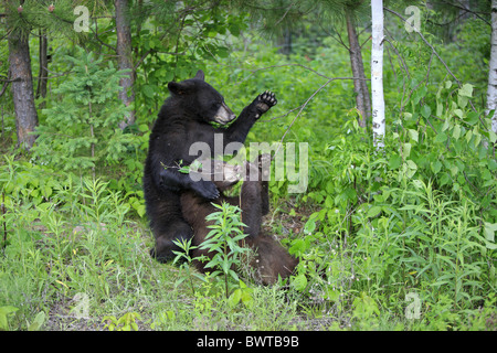 aufrecht stehend - standing upright Jungtier - young spielend - playing bear bears 'north america' 'north american' omnivore Stock Photo