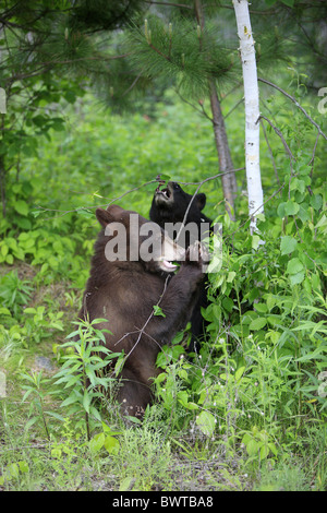 aufrecht stehend - standing upright Jungtier - young spielend - playing bear bears 'north america' 'north american' omnivore Stock Photo