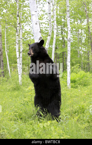 aufrecht stehend - standing upright bear bears 'north america' 'north american' omnivore omnivores ursidae mammal mammals Stock Photo