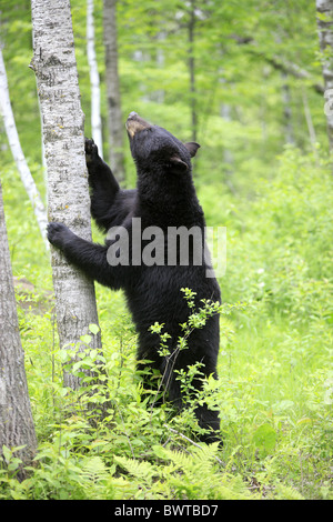 aufrecht stehend - standing upright bear bears 'north america' 'north american' omnivore omnivores ursidae mammal mammals Stock Photo