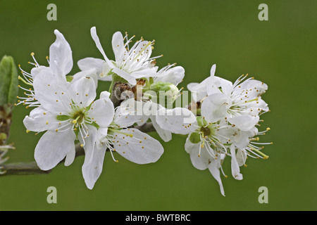 Prunus domestica insititia, White Bullace, Green Damson / Plum Stock ...