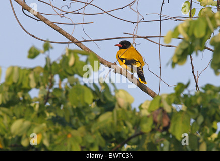 Black-hooded Oriole (Oriolus xanthornus xanthornus) adult male, perched in tree, Northern Thailand, november Stock Photo