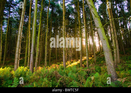 Sunlight coming through trees in an autumnal forest Stock Photo