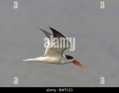 Indian Skimmer (Rynchops albicollis) adult, in flight, Chambal River, Rajasthan, India, january Stock Photo