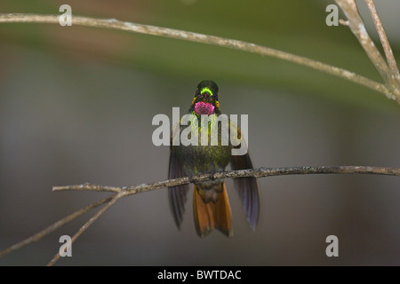 Brazilian Ruby (Clytolaema rubricauda) adult male, resting with wings out, Brazil Stock Photo