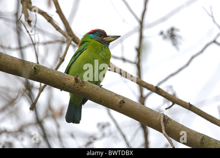 Blue-throated Barbet (Megalaima asiatica) adult, perched on branch, Koshi Tappu, Nepal, january Stock Photo