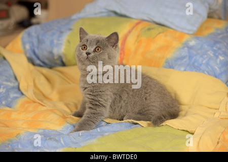 Domestic Cat British Shorthair ten week old Stock Photo