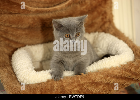 Domestic Cat British Shorthair ten week old Stock Photo