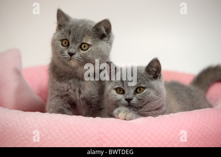 Domestic Cat British Shorthair ten week old Stock Photo