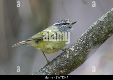 Ashy-throated Warbler (Phylloscopus maculipennis) adult, perched on branch, Zixi Shan, Chuxiong, Yunnan, China, march Stock Photo