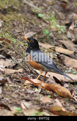 Black-breasted Thrush (Turdus dissimilis) adult male, standing on ground, Tengchong, Yunnan, China, march Stock Photo