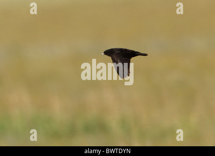 Black Lark (Melanocorypha yeltoniensis) adult male, in flight, Aqmola Province, Kazakhstan, june Stock Photo