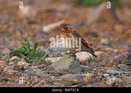 Crimson-winged Finch (Rhodopechys sanguinea aliena) North African Subspecies, adult male, Atlas Mountains, Morocco, april Stock Photo